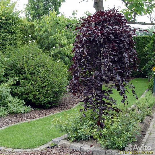 Берёза на штамбе и без информация в описании