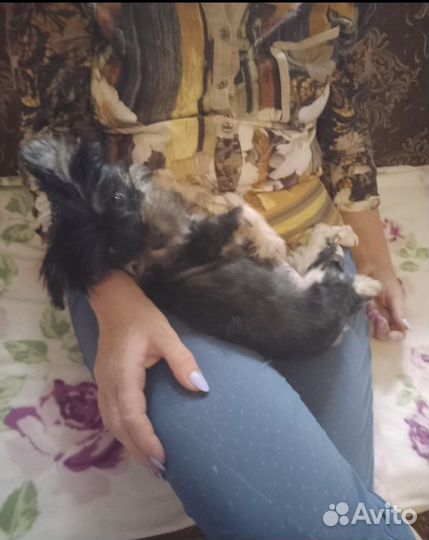 Щенок мелкой породы