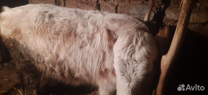 Продам телку