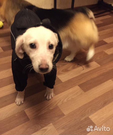 Щенок в добрые руки