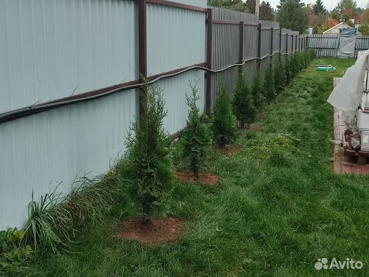 Туя с бесплатной доставкой