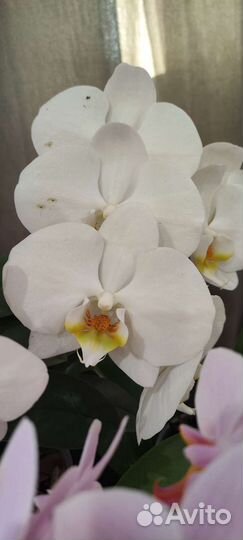 Орхидеи 4шт