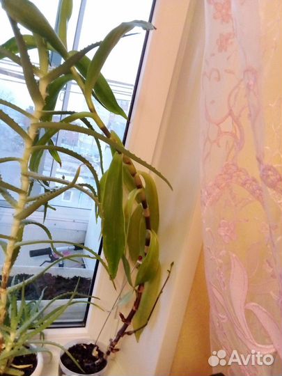 Растение золотой ус