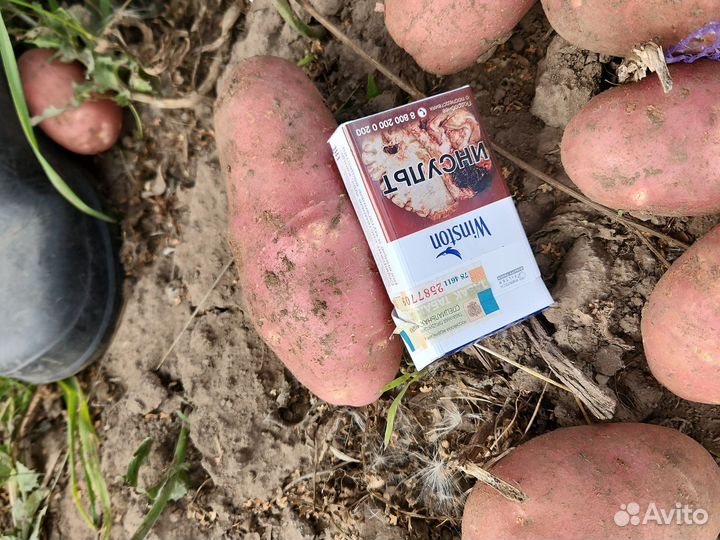 Продам картофель оптом