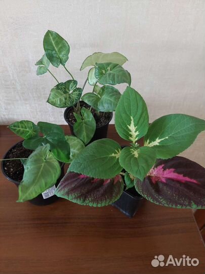 Комнатные растения- сингониум, колеус