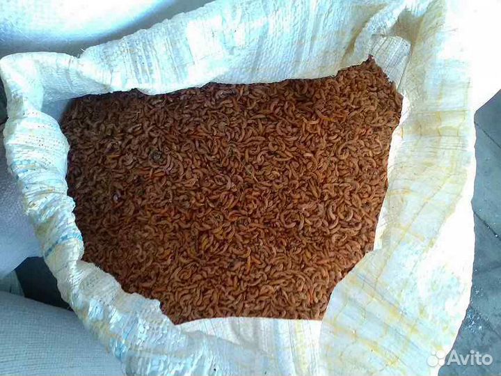 Гаммарус оптом