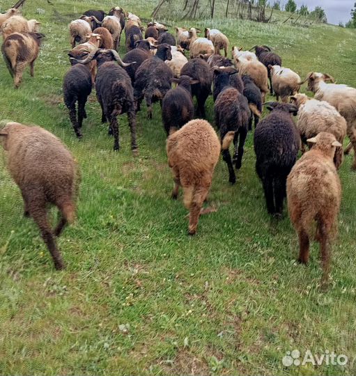 Овцы с ягнятами