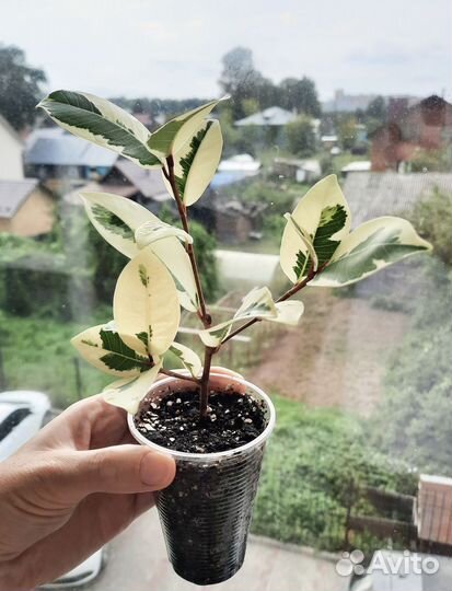 Фикус Альбомагината