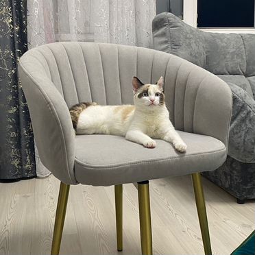 Рэгдолл котёнок