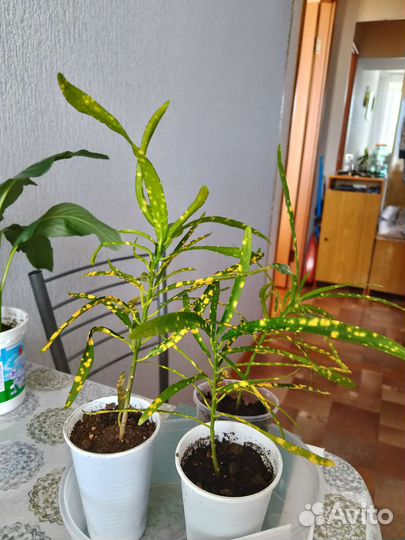 Фикус али, фикус Бенджамина, кротон, драцена