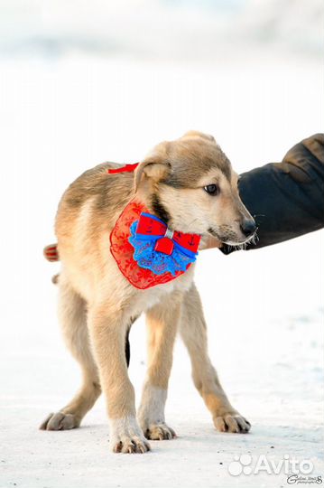 Собачкам нужен дом