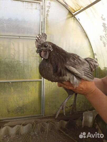 Молодые петухи