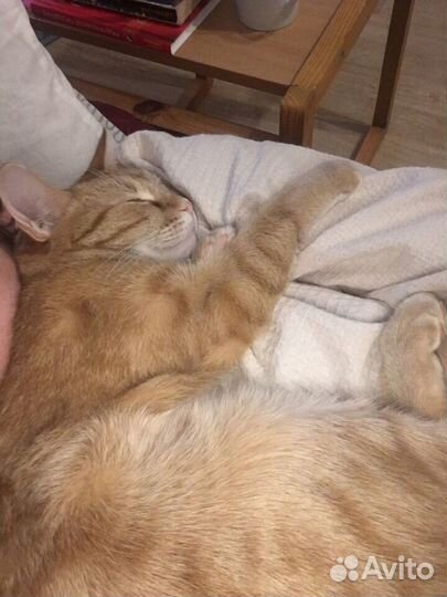 Рыжий котик