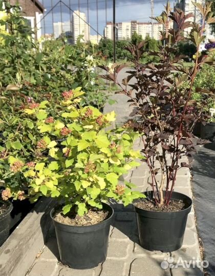 Пузыреплодник Ангел Голд