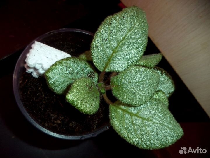 Цветы эписции сортовые. Комнатные растения