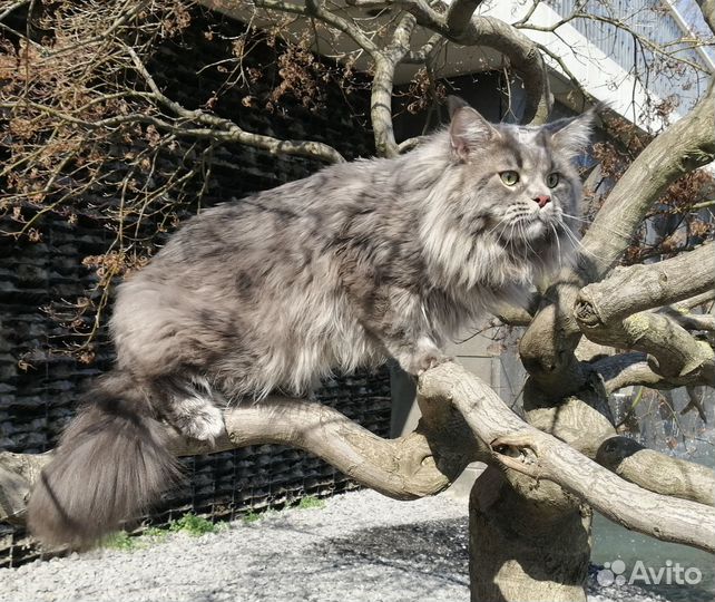 Кот мейн-кун вязка