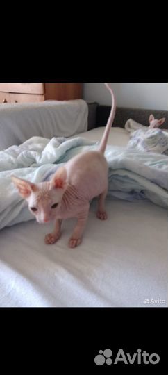 Домашние животные