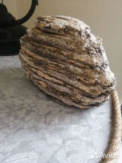 Зуб мамонта