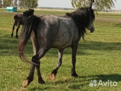 Лошадь обученная