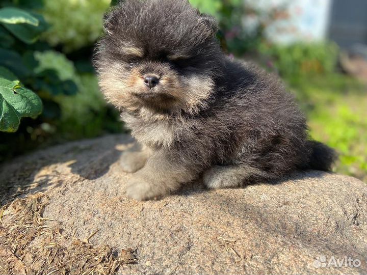 Щенки шпица