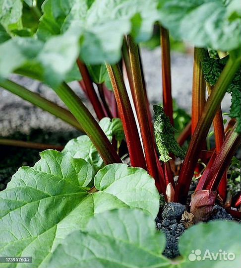 Многолетние растения