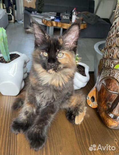 Котята мейн-кун