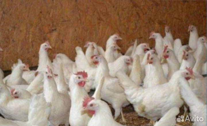 Куры несушки оптом и в розницу с доставкой