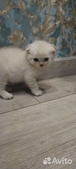 Котятки шотландцы