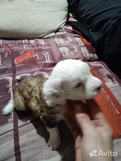 Маленькая собака