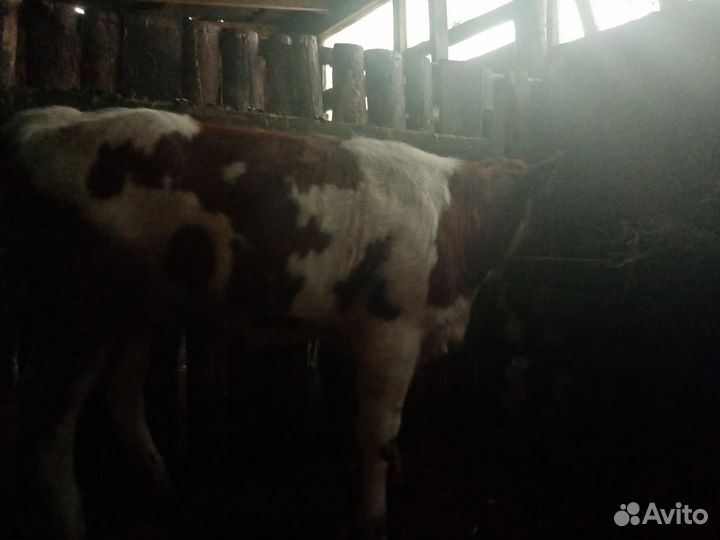 Телочка 8 месяцев