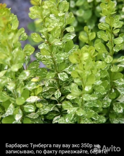 Плодовые и декоративные растения