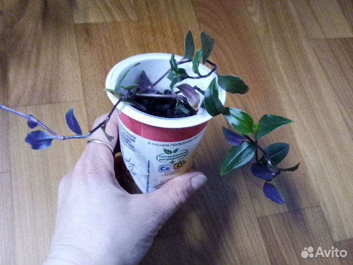 Комнатные растения