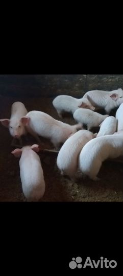 Поросята