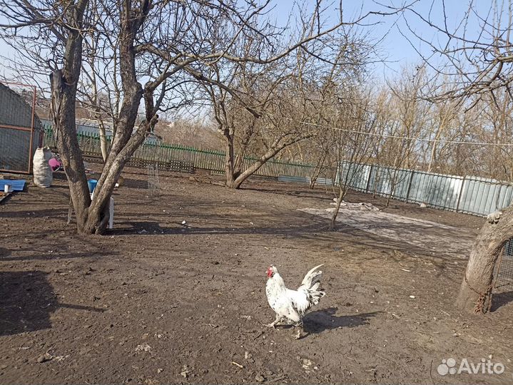 Молодые петухи