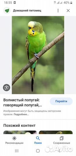 Продам волнистого попугая