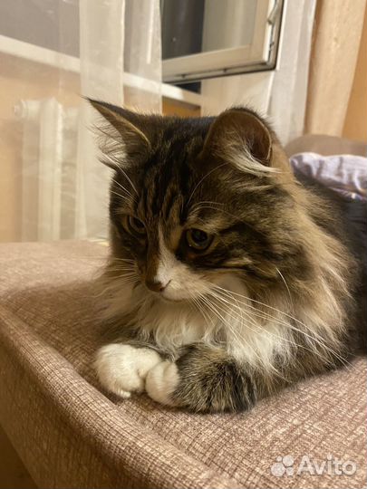 Отдам кошку Милку