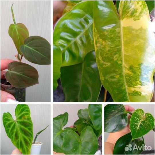 Филодендроы