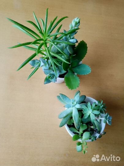 Комнатные растения