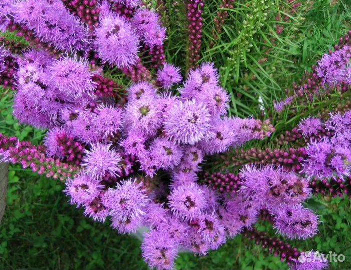 Астильба, Лихнис Корончатый,Лиатрис