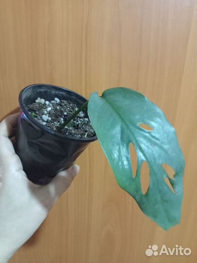 Растения ароидные домашние, монстера альба,калатея