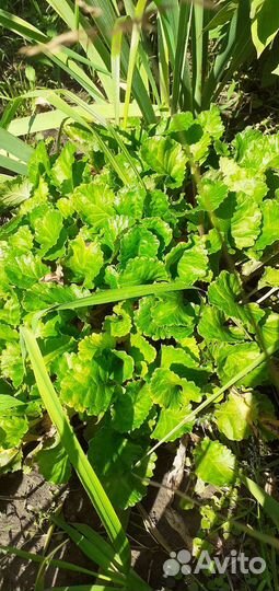 Малина тибетская саженцы