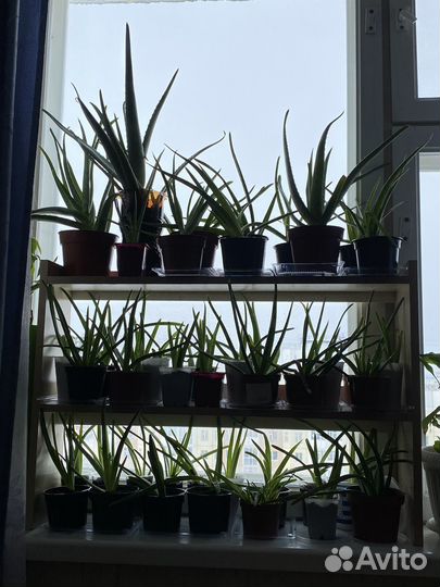 Алоэ вера растение