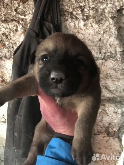 Пожалуйста помоги нам