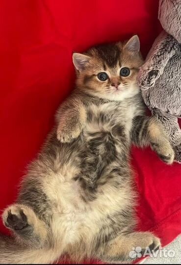 Шотландские котята