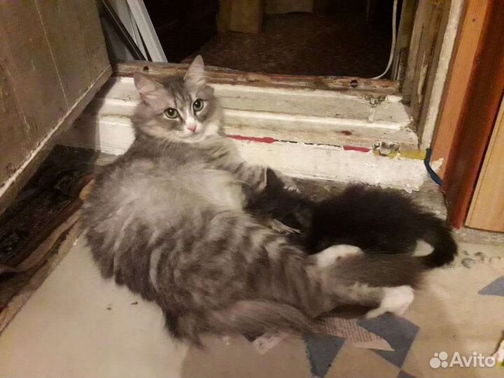 Котята 1,5 мес