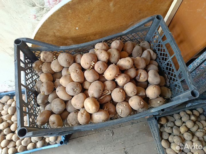 Семенной картофель Сантэ