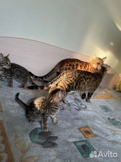 Бенгальские котята