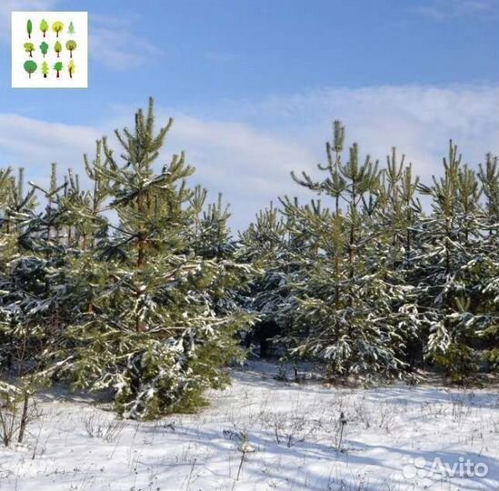 Крупномеры сосны