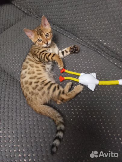 Бенгальские котята