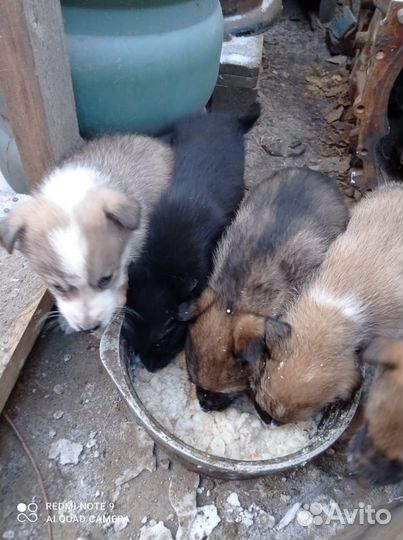 Отдам щенков в добрые руки бесплатно